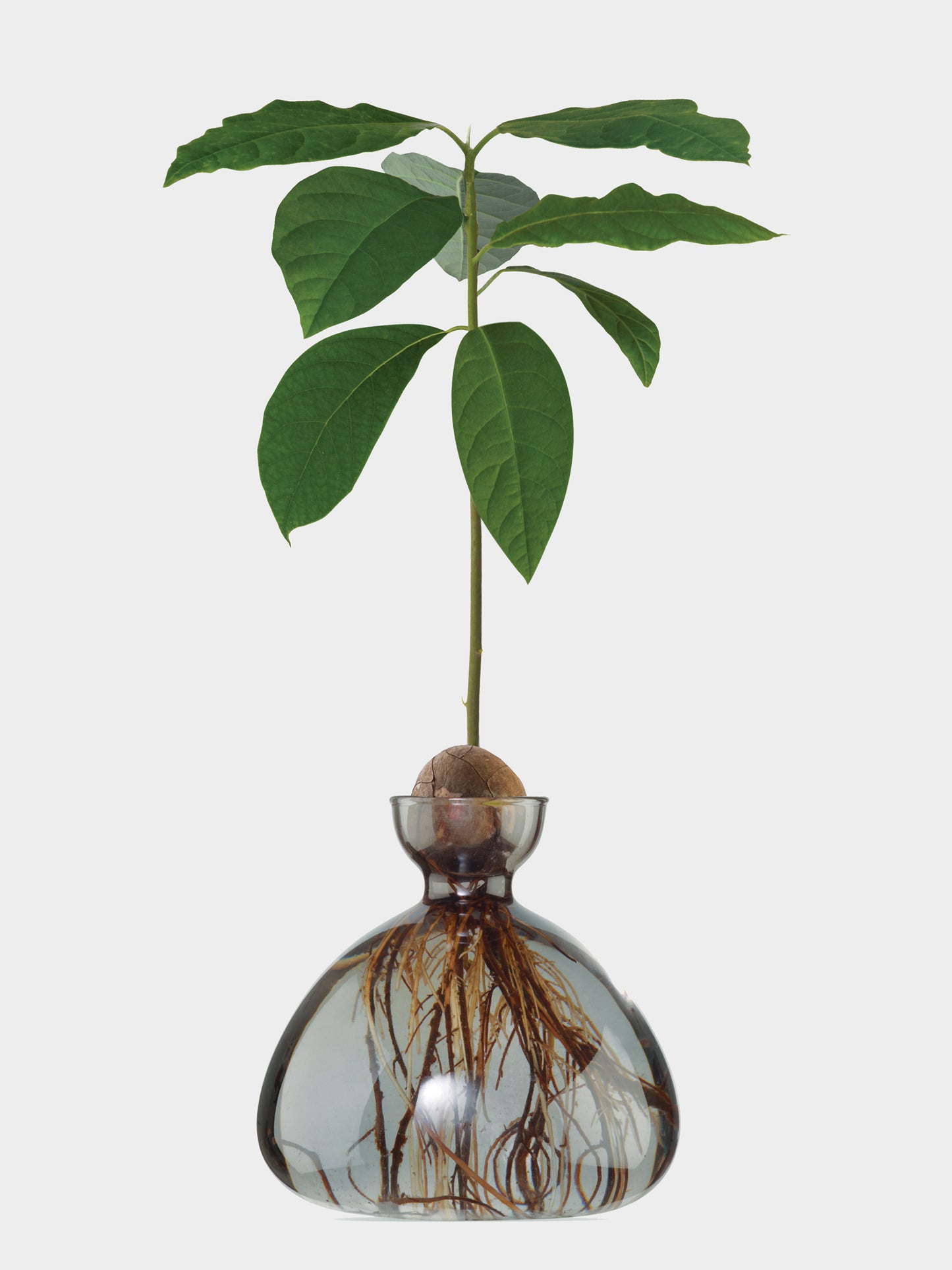 AVOCADO VASE SMOKE GREY