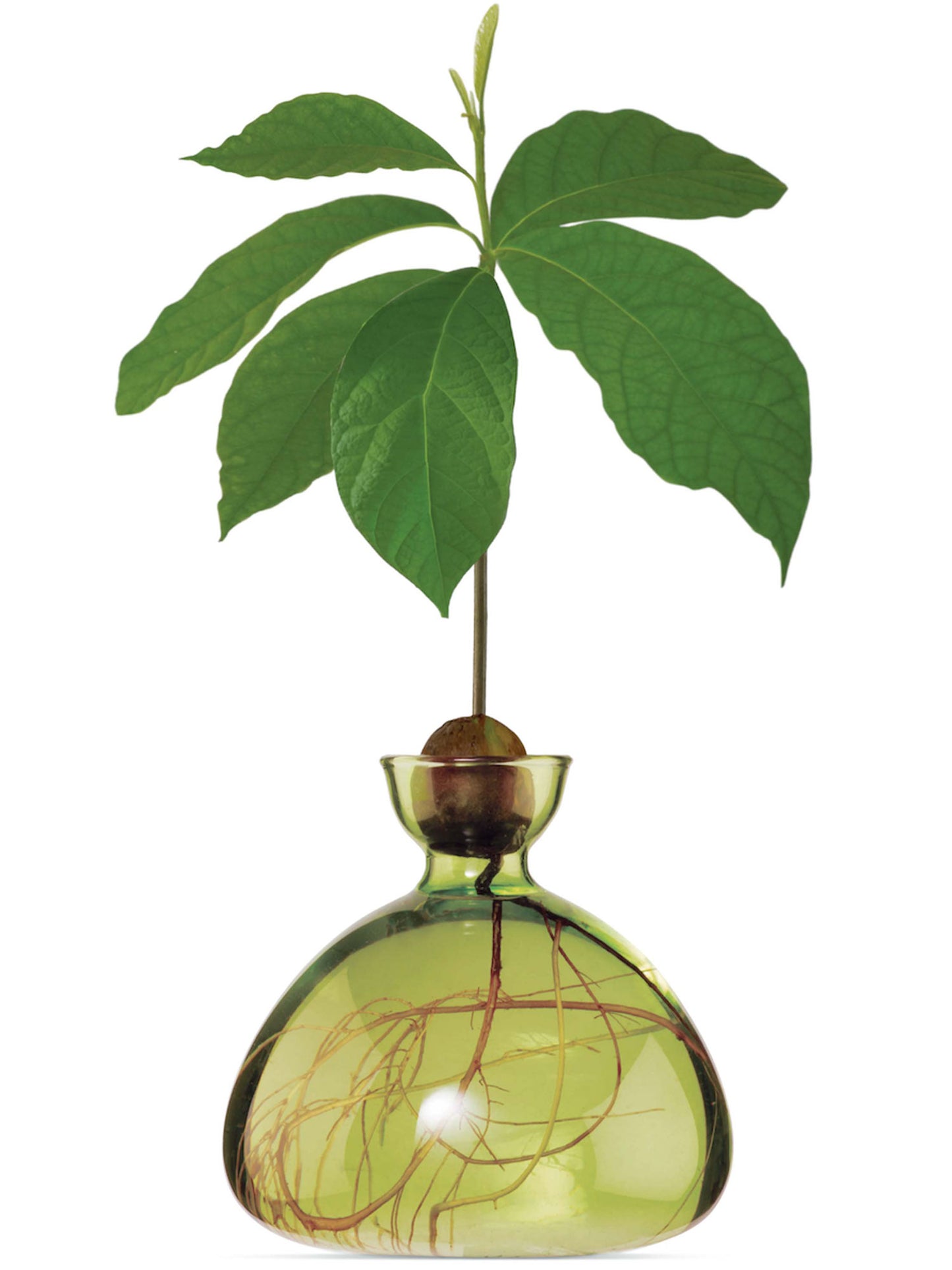 AVOCADO VASE GRASS GREEN
