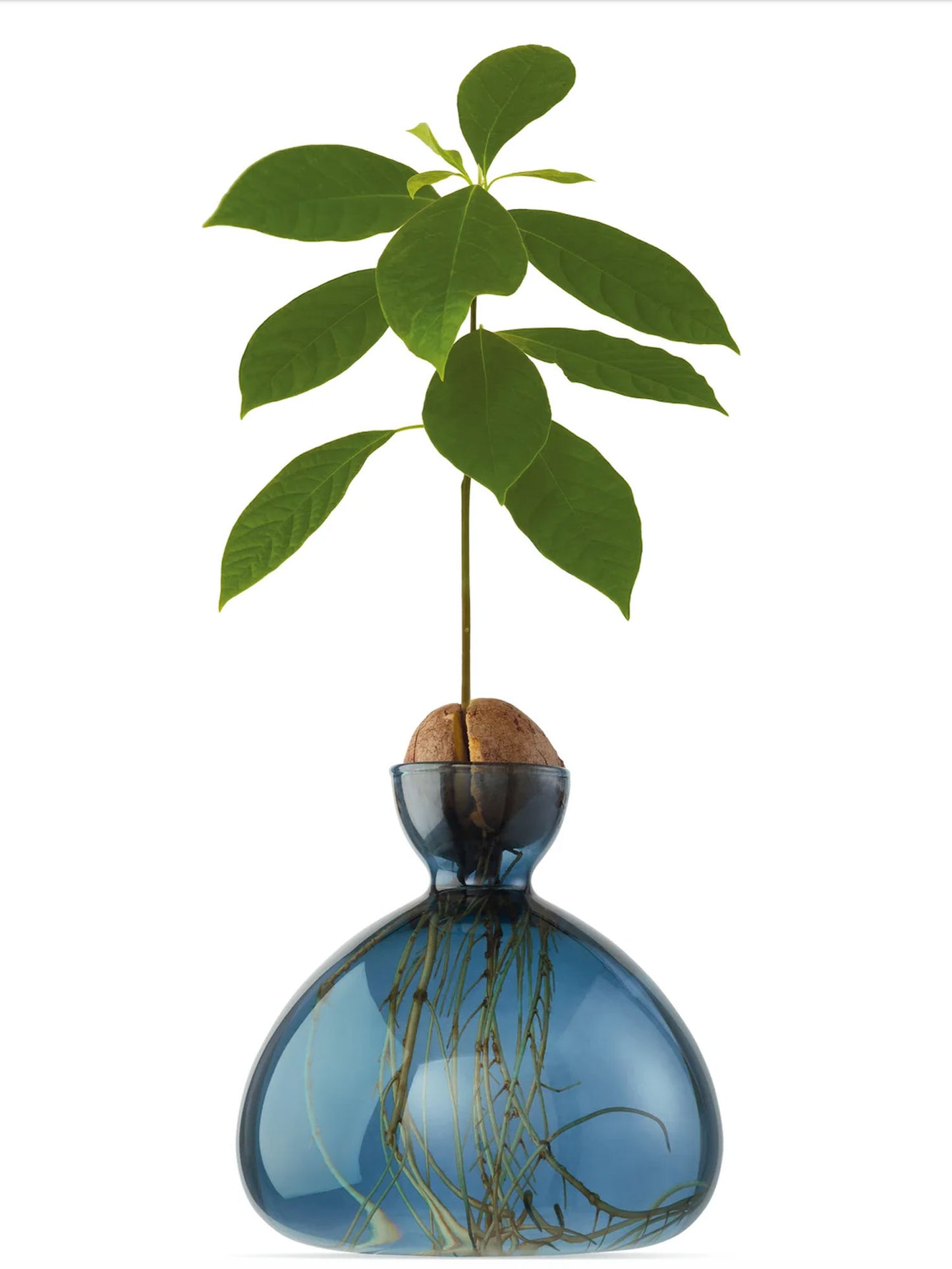 AVOCADO VASE BLUE JAY