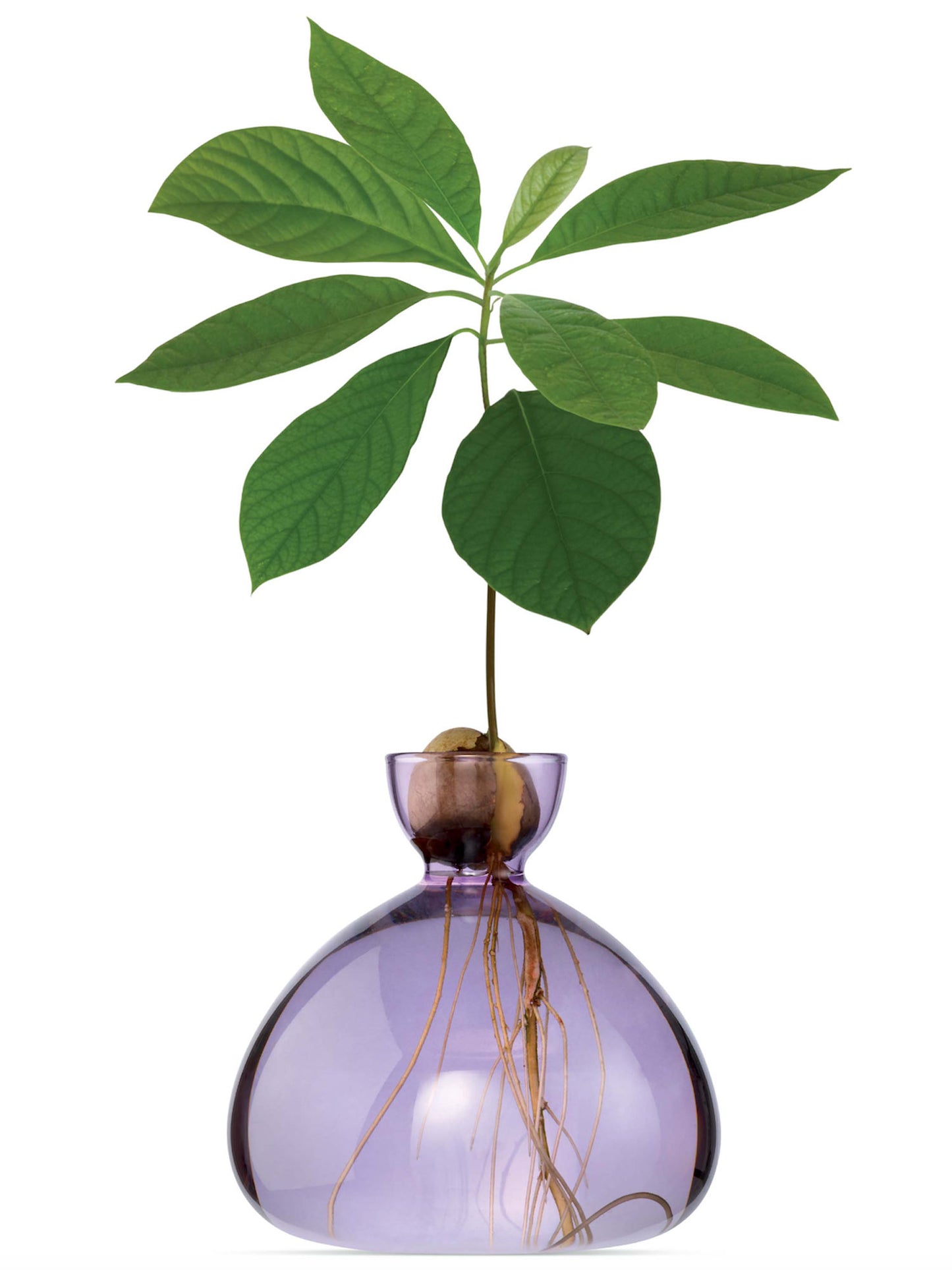 AVOCADO VASE LILAC