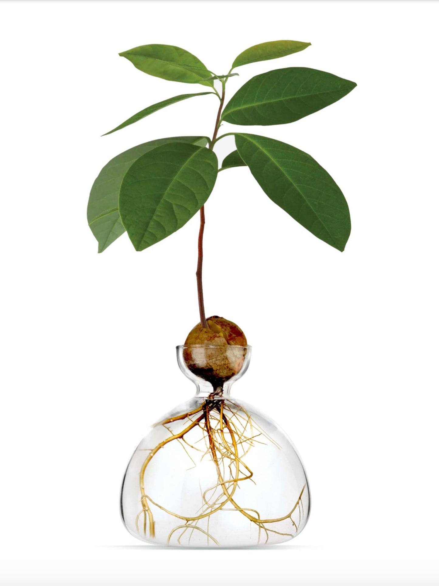 AVOCADO VASE CLEAR