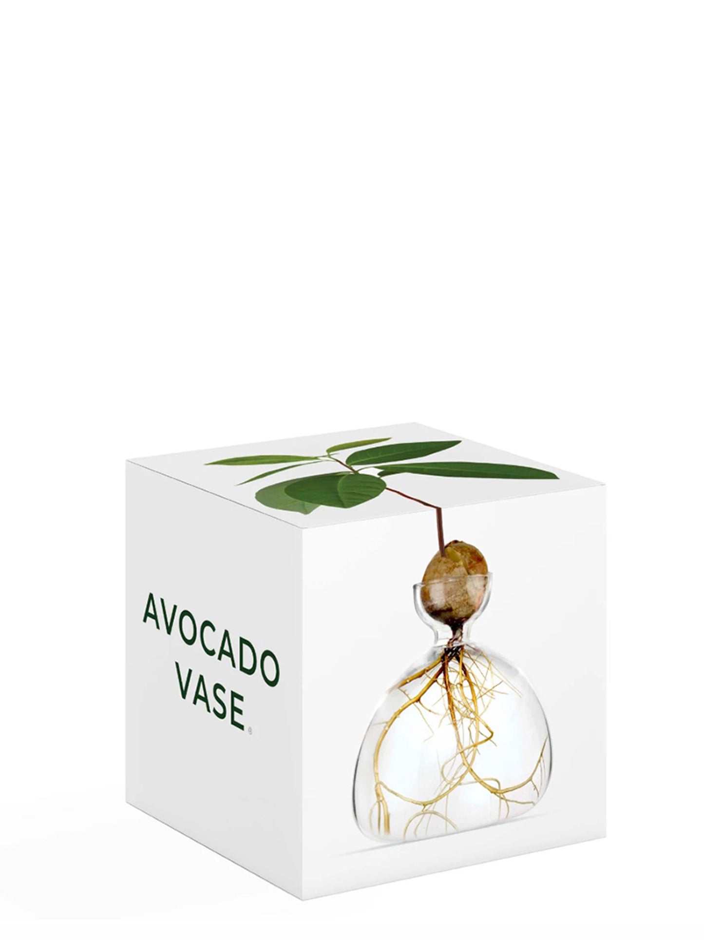 AVOCADO VASE CLEAR