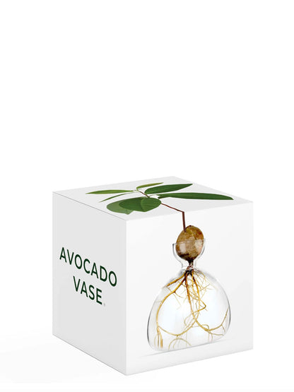 AVOCADO VASE CLEAR