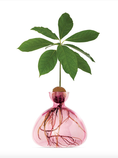 AVOCADO VASE ROSE PINK
