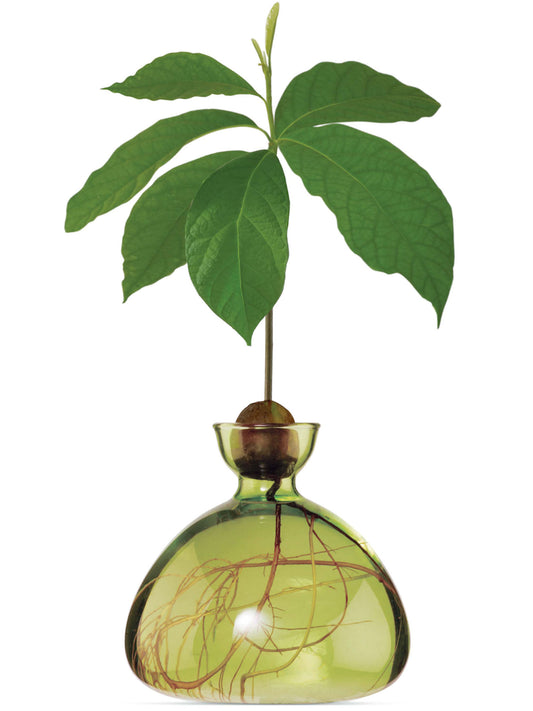 AVOCADO VASE GRASS GREEN