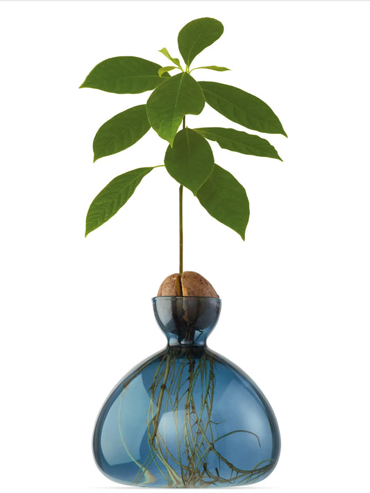 AVOCADO VASE BLUE JAY